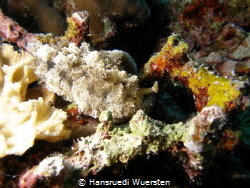 First time see this nudibranch ! by Hansruedi Wuersten 